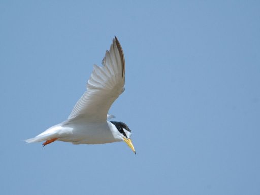A clear blue sky for me to fly
