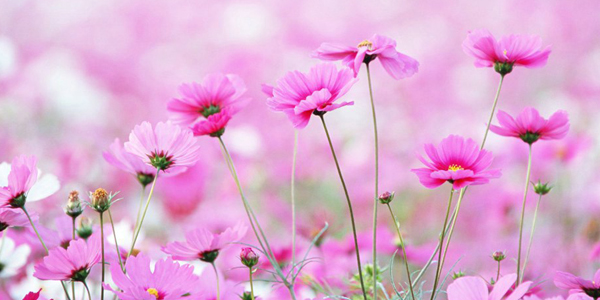 ���Ǳ�����