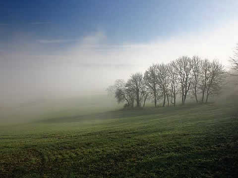 Trees in the mist