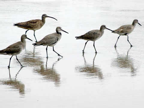 Wading birds