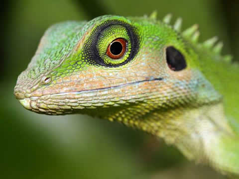 Green lizard