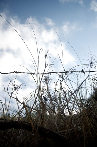 Barbed Wire
