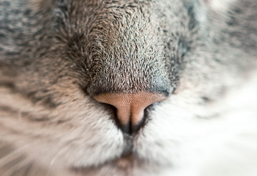 cat nose
