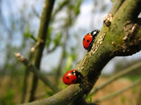 Ladybirds
